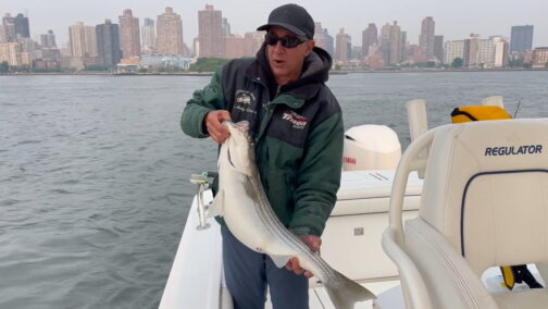 Striped Bass on Mojos